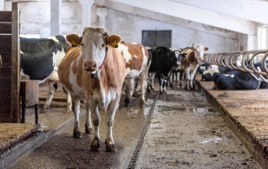 Дезинфекция животноводческих помещений